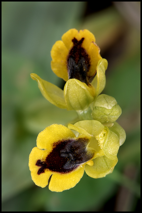 Ophrys lutea subsp. minor